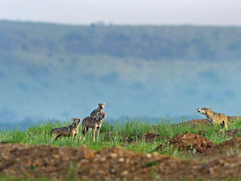 Pune news : पुण्यात अन् सोलापुरात आता गवताळ प्रदेश सफारी सुरु होणार Forest department to launch grassland safari in Pune Solapur Pune news : पुण्यात अन् सोलापुरात आता गवताळ प्रदेश सफारी सुरु होणार