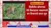 Shirdi Leopard :शिर्डीतील कोपरगाव येथे बिबट्याला पकडण्याचे वन विभागाचे प्रयत्न