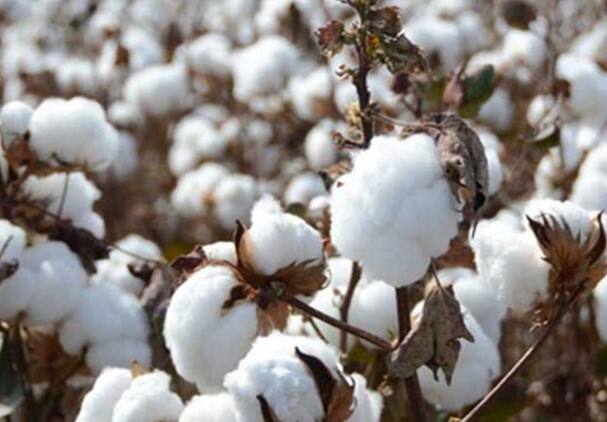 Damage to cotton crop in Saurashtra  Rajkot: સૌરાષ્ટ્રમાં કપાસના પાકને મોટા પ્રમાણમાં નુકસાન, પૂરતા ભાવ ન મળતા ખેડૂતોને હાલત કફોડી
