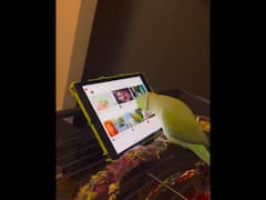'Different Kind Of Cage': Anand Mahindra Shares Video Of Parrot Using Touchscreen To Explain Tech Addiction