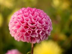 ઘરે જ લગાવો આ છોડ, પછી કોઈ રૂમ ફ્રેશનર છાંટવાની જરૂર નહીં પડે!