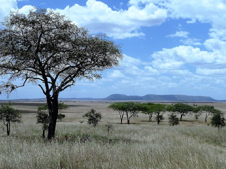 Grassland Safari :  पुणे वनविभाग पुणे आणि सोलापूर जिल्ह्यात आता गवताळ प्रदेश सफारी सुरु करण्यात येणार आहे.  वन विभागाने एक ऑनलाइन बुकिंग ऍप्लिकेशन विकसित केले आहे.