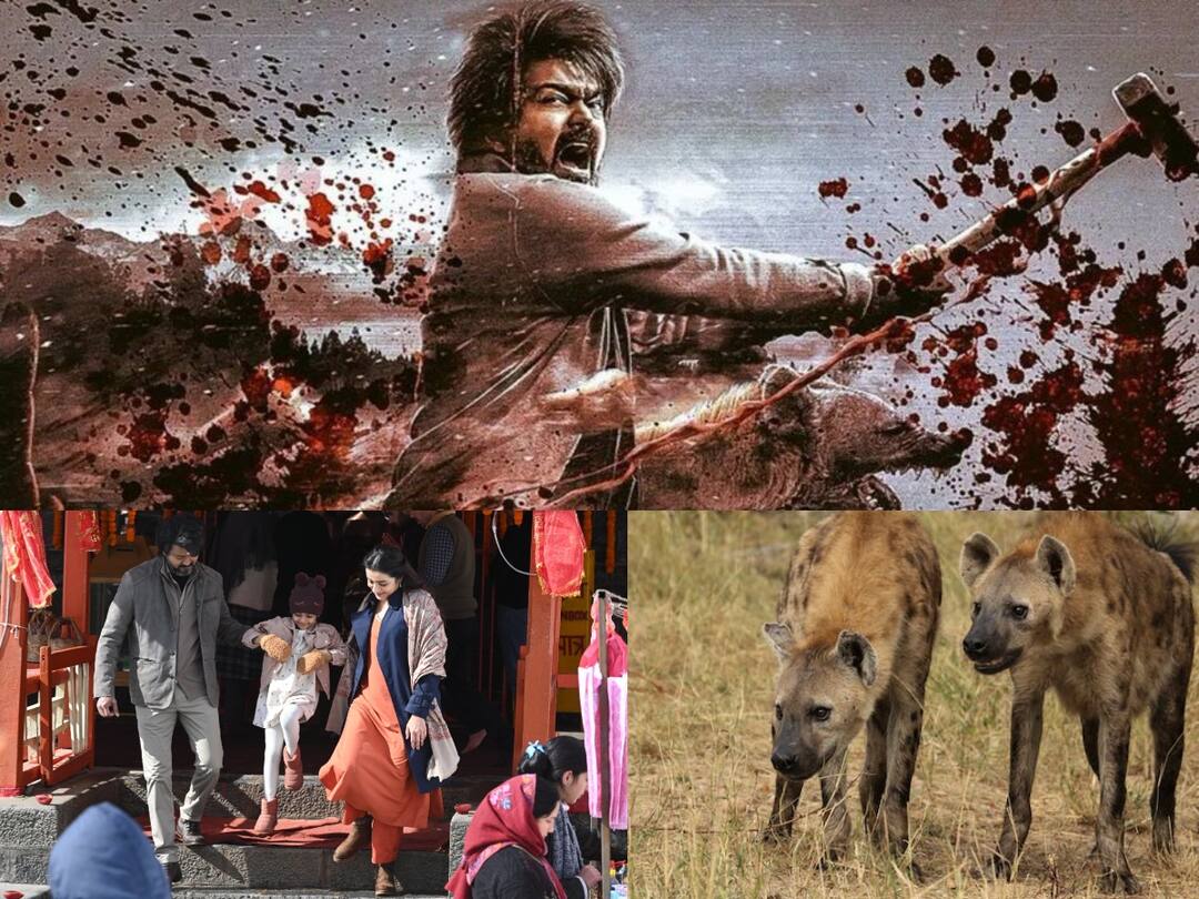 Hyena Reference in Leo : மனிதர்களை வியக்க வைக்கும் கழுதைப்புலியின் குணநலன்கள்! - லியோ கதைக்கு தொடர்பா?