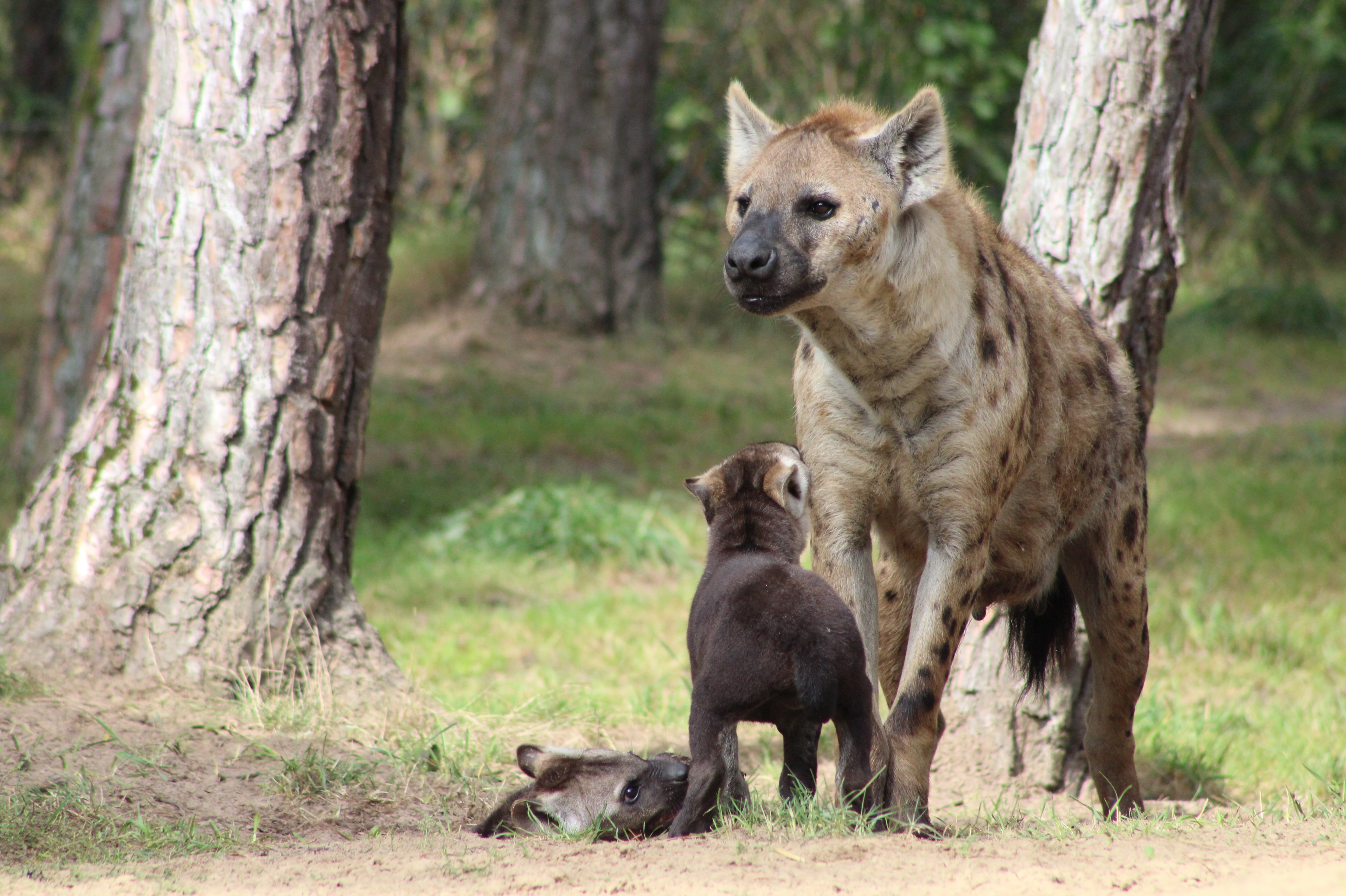 Hyena Reference in Leo : மனிதர்களை வியக்க வைக்கும் கழுதைப்புலியின் குணநலன்கள்! - லியோ கதைக்கு தொடர்பா?