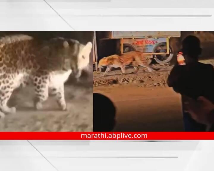 Ahmednagar Latest News Leopard attack near bus stand of Kopargaon leopard ran away during rescue Leopard Video : कोपरगावच्या बसस्थानकाजवळ बिबट्याचे दर्शन, बघ्यांची गर्दी, तरुणांचे फोटोसेशन, रेस्क्यू ऑपरेशनदरम्यान निसटला! 