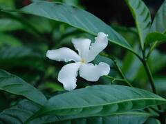 ઘરે જ લગાવો આ છોડ, પછી કોઈ રૂમ ફ્રેશનર છાંટવાની જરૂર નહીં પડે!