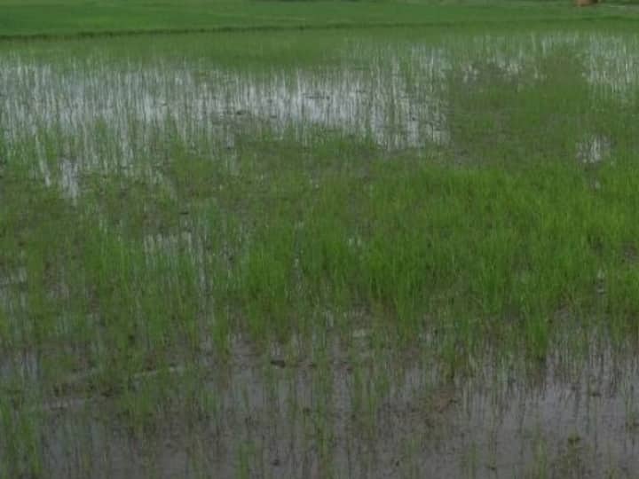 Uttar Pradesh farmers facing problem after rain in Raebareli Jhansi and some others districts UP Weather News: प्रदेश में बदला मौसम का मिजाज, कई हिस्सों में हुई तेज बारिश, किसानों की बढ़ी टेंशन