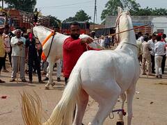300 वर्षांची परंपरा, दसऱ्यानिमित्त येवल्यात भरला अश्वांचा बाजार; देशभरातील अश्वप्रेमीकडून अश्वांची खरेदी