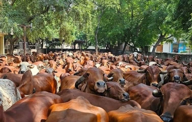cow farming News uttar pradesh ghaziabad farmer aseem rawat develops dairy turnover of 6 crore rupees by cow farming Success Story: गायींसाठी सोडली लाखोंची नोकरी, दोन गायीपासून सुरुवात; आज सहा कोटींची उलाढाल