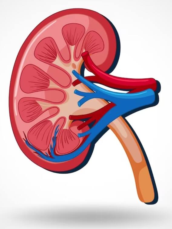 किडनी हेल्थ के लिए अपनी डाइट में शामिल करें ये चीजें
