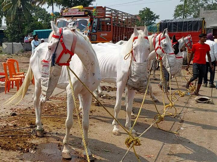 Nashik News:  सुमारे 300  वर्षांची परंपरा असलेल्या नाशिकच्या येवला शहरात आज अश्र्वांचा मोठा बाजार भरला.