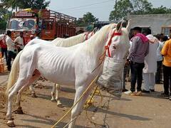 300 वर्षांची परंपरा, दसऱ्यानिमित्त येवल्यात भरला अश्वांचा बाजार; देशभरातील अश्वप्रेमीकडून अश्वांची खरेदी