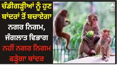 Chandigarh News: ਚੰਡੀਗੜ੍ਹੀਆਂ ਨੂੰ ਹੁਣ ਬਾਂਦਰਾਂ ਤੋਂ ਬਚਾਏਗਾ ਨਗਰ ਨਿਗਮ, ਜੰਗਲਾਤ ਵਿਭਾਗ ਨਹੀਂ ਨਗਰ ਨਿਗਮ ਫੜ੍ਹੇਗਾ ਬਾਂਦਰ
