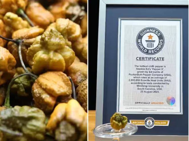 worlds hottest chilli record broken guinness world record set by  pepper x chilli World's Hottest Chilli: ਇਹ ਹੈ ਦੁਨੀਆ ਦੀ ਸਭ ਤੋਂ ਗਰਮ ਮਿਰਚ, ਛੋਟਾ ਜਿਹਾ ਹਿੱਸਾ ਵੀ ਕਰ ਦੇਵੇਗਾ ਤੁਹਾਡੀ ਹਾਲਤ ਖ਼ਰਾਬ !