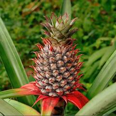 Pineapple Benefits: ਸਿਹਤ ਲਈ ਵਰਦਾਨ ਹੈ ਅਨਾਨਾਸ, ਅੱਜ ਤੋਂ ਹੀ ਆਪਣੀ ਡਾਈਟ 'ਚ ਕਰੋ ਸ਼ਾਮਲ