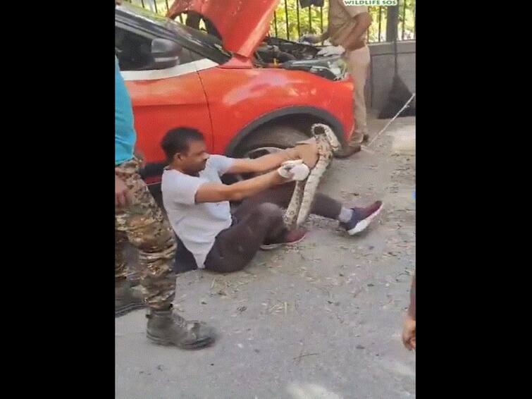 Video Of A 6 Foot Long Python Found Coiled Inside Car Engine In Delhi Goes Viral. WATCH Video Of A 6-Foot Long Python Found Coiled Inside Car Engine In Delhi Goes Viral. WATCH