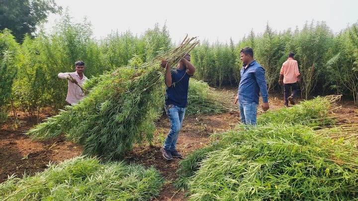 धुळे पोलिसांनी दोन ठिकाणी कारवाई करत गांजा शेती उद्ध्वस्त केली असून त्यामध्ये एक कोटी रुपयांचा मुद्देलमाल जप्त केला आहे.