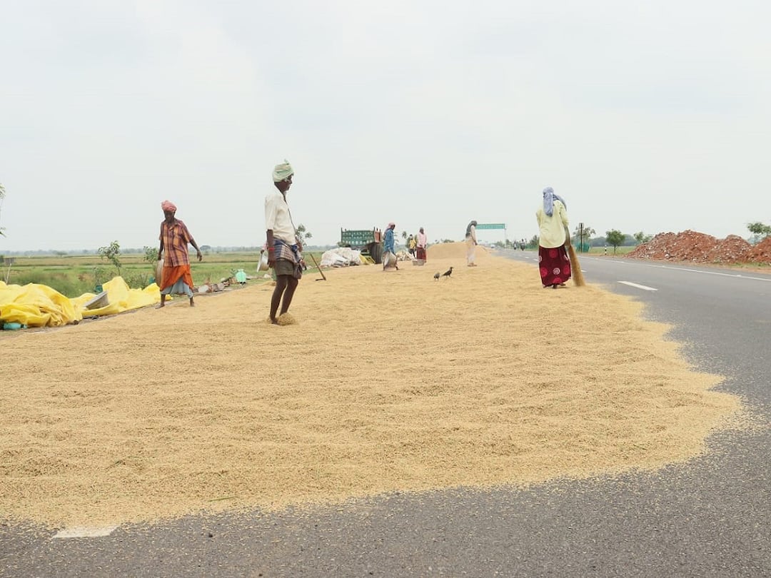 Thanjavur Due to continuous heavy rains, harvesting of rice is affected Farmers are suffering because they are unable to dry paddy TNN தொடர் கனமழையால் குறுவை அறுவடைப்பணிகள் பாதிப்பு; நெல்லை காய வைக்க முடியாமல் விவசாயிகள் அவதி