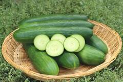 Side Effects of Cucumber: સ્વાસ્થ્ય માટે ગુણકારી કાકાડીને આ સમયે ખાશો તો શરીરને પહોંચશે ગંભીર નુકસાન