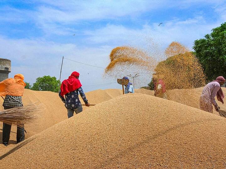 Wheat Production There will be a record increase in wheat production    गव्हाच्या उत्पादनात विक्रमी वाढ होणार, देशात 114 दशलक्ष टन गव्हाचे उत्पादन होण्याचा अंदाज