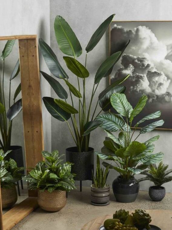 घर में भूलकर भी न लगाएं ये पौधे