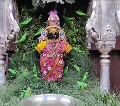 ललित पंचमीला रुक्मिणी माता वनदेवीच्या पोशाखात तर विठुराया नखशिखांत सोन्याने नटला, पाहा फोटो