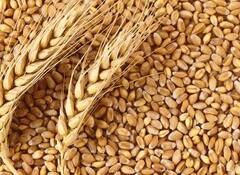 गव्हासह साखरेच्या दरात वाढ