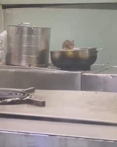 Rats in Train Pantry | రైల్వే కిచెన్ లో తిరుగుతున్న ఎలుకలు..నెటిజన్లు ఫైర్ | ABP Desam