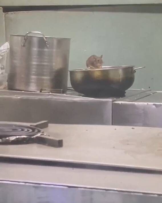 Rats in Train Pantry | రైల్వే కిచెన్ లో తిరుగుతున్న ఎలుకలు..నెటిజన్లు ఫైర్ | ABP Desam