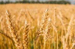 गव्हासह साखरेच्या दरात वाढ