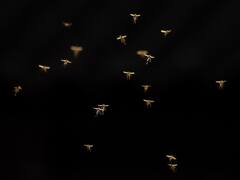 आ गया मच्छरों का दौर...जानिए इस मौसम में सिर पर क्यों मंडराने लगते हैं