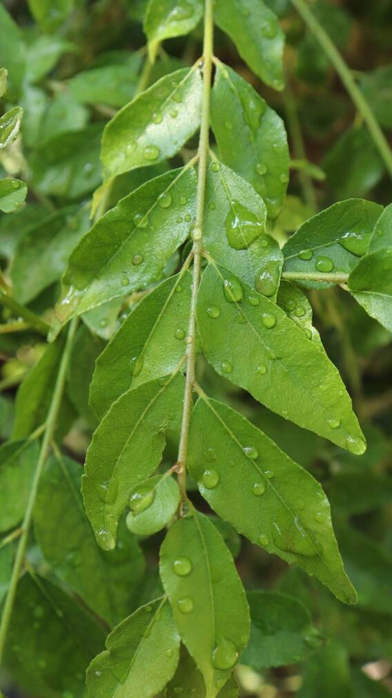 কারিপাতার এত গুণ!