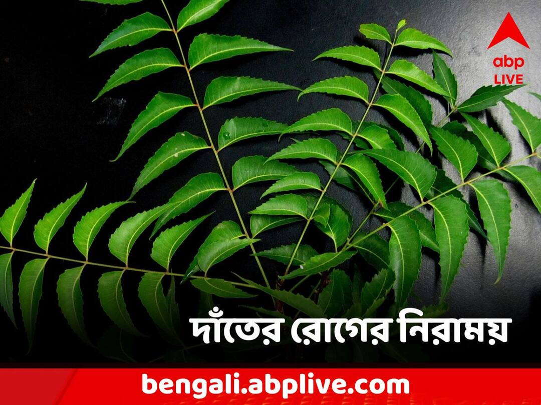 Amazing Health Benefits and Uses of Neem Leaves Neem Leaves Health Benefits: দাঁত নিয়ে ভোগান্তি? মুশকিল আসান নিমের গুনেই