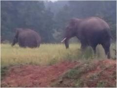 रायगढ़ में हाथियों के झुंड ने रौंद डाली कई एकड़ धान की फसल, महुए की खुशबू से आ जाते हैं गांव