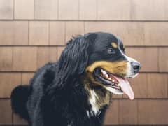 कुत्ता पालने के हैं शौकीन...लेकिन क्या जानते हैं इसकी जीभ से जुड़ी ये बात