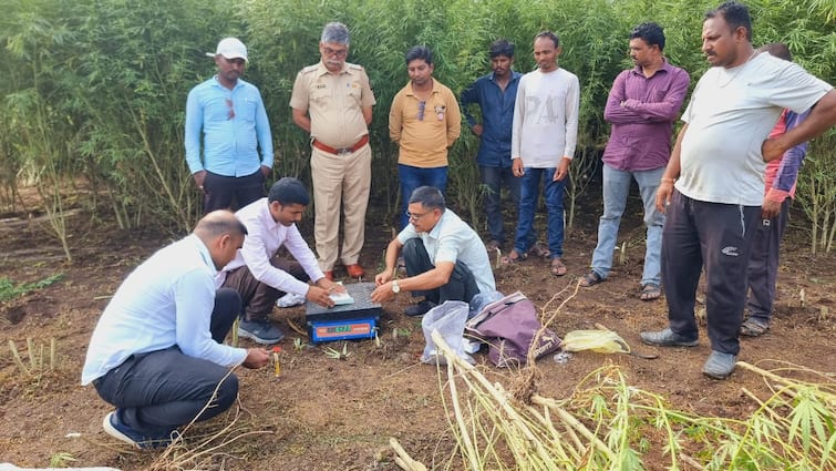 dhule Latest News Cultivation of ganja in bhuimung and turi crop, Dhule police seized ganja worth Rs 1 crore Dhule News : शिरपूरचा शेतकरी चर्चेत, भुईमूंग अन् तुरीच्या पिकात गांजाची लागवड, धुळे पोलिसांकडून 1 कोटी रुपयांचा गांजा जप्त