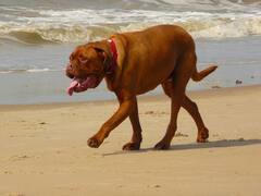 कुत्ता पालने के हैं शौकीन...लेकिन क्या जानते हैं इसकी जीभ से जुड़ी ये बात