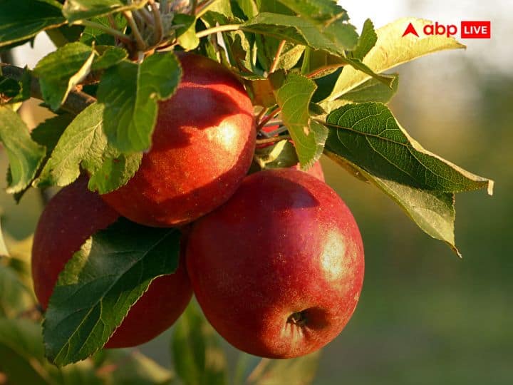eating 4 apple seeds really kill you Know what is the exact reason क्या 4 सेब के बीज खाने से सच में चली जाती है जान? जानिए क्यों कहा जाता है ऐसा