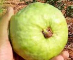 बाळवंटात फुलवली तैवानी गुलाबी पेरुंची बाग