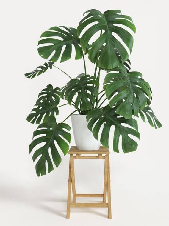 घर पर लगाएं ये पौधें, बदल जाएगी किस्मत