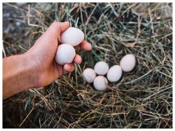 इमूची अंडी (Emu egg)- इमूच्या अंड्यांमध्ये मोनोअनसॅच्युरेटेड फॅटी अॅसिड मोठ्या प्रमाणात असते जे हृदयासाठी फायदेशीर असते. यामध्ये प्रथिने, व्हिटॅमिन ए, व्हिटॅमिन बी 12, लोह आणि फॉलिक अॅसिड मुबलक प्रमाणात आढळतात.