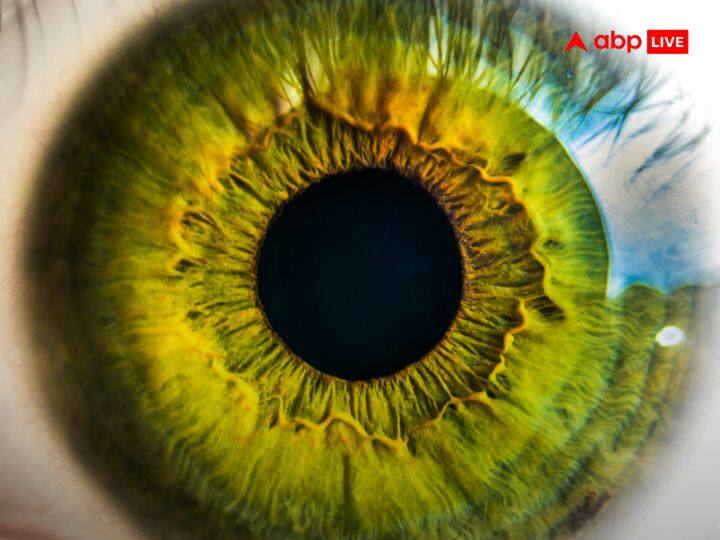 यानी साफ शब्दों में कहें तो आंख एक बार में 576 मेगापिक्सल के क्षेत्रफल को देख सकती है. दरअसल, इंसान का शरीर जितना जटिल है उतना ही दिलचस्प भी है.