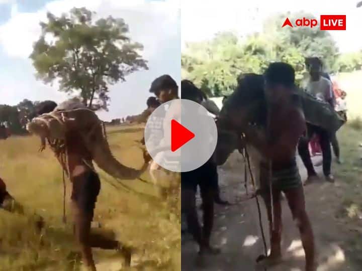 Weird News Hindi Man Seen Walking With Dangerous Crocodile On Shoulders Viral Video शख्स ने बिना डरे जिंदा मगरमच्छ को अपने कंधे पर उठाया, VIDEO देखकर उड़ गए लोगों के होश
