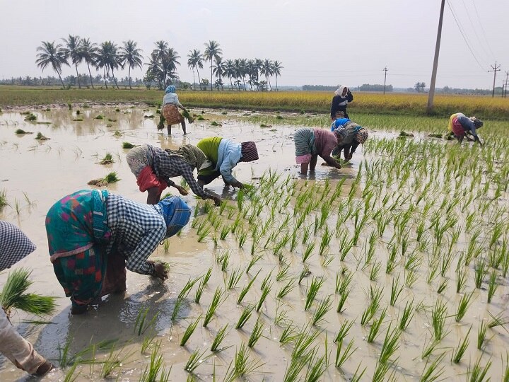 களைப்பு நீங்கவும், கடவுளை வேண்டியும் நாட்டுப்புற பாடல்களை பாடி சம்பா நாற்று நட்ட பெண் விவசாய தொழிலாளர்கள்