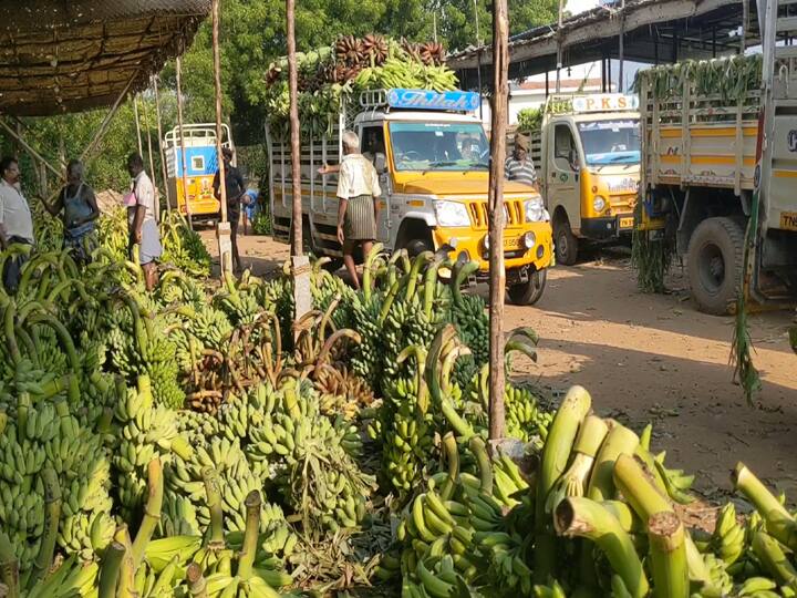 Dindigul: ஆயுத பூஜைக்காக குவிக்கப்பட்ட வாழைதார்கள்.. செவ்வாழை ஒரு தார் ரூ 1300 வரை விற்பனையா..?
