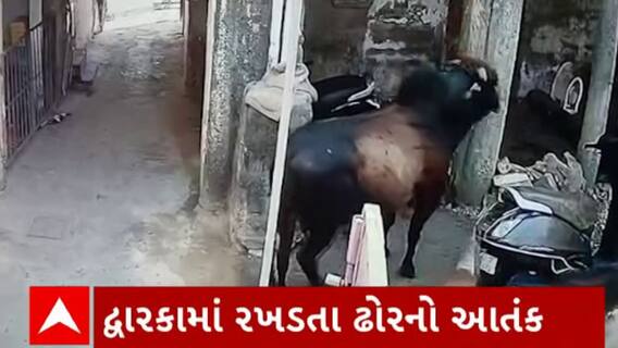 Dwarka : દેવભૂમિ દ્વારકામાં રખડતા ઢોરના આતંકથી સ્થાનિકો પરેશાન