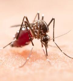 Dengue: ਡੇਂਗੂ ਦਾ ਸ਼ਿਕਾਰ ਹੋ ਰਹੇ ਨੇ ਬੱਚੇ, ਜਾਣੋ ਇਸ ਤੋਂ ਬਚਣ ਦੇ ਸਹੀ ਤਰੀਕੇ