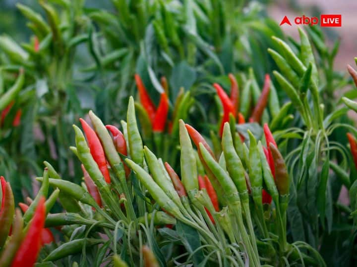 Chillis Spicy for Humans: हाल ही में एक खबर आई थी कि एक व्यक्ति ने दुनिया का सबसे तीखा मिर्च उगाया है. मिर्च तीखा है यह हम इंसान तय करते हैं, क्या यह पक्षियों को भी उतना ही तीखा लगता है?