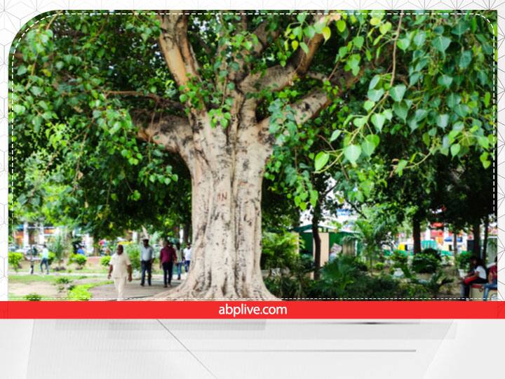 सूर्यास्त के बाद पीपल के पेड़ के नीचे सरसों के तेल का दीपक भी प्रज्ज्वलित करने से शनि देव का आशीर्वाद प्राप्त होता है. शनि देव की कृपा से आपके धन के भंडार भर जाएंगे.