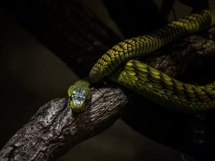 हैरान होने की वजह ये थी की सांप ने अपने आप को ही डस लिया था, जिसकी वजह से उसकी मौत हो गई थी. जब मैट वहां पहुंचे तो उन्होंने देखा की सांप ने अपना पिछला हिस्सा अपने मुंह में दबाया हुआ है और मरा पड़ा है.